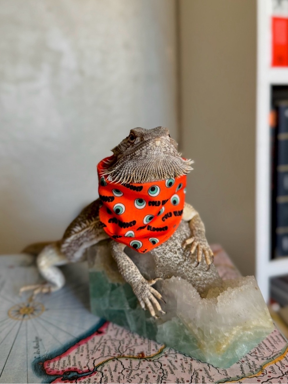 HALLOWEEN COSTUMES 4 BEARDIES🦎🎃 (3 designs) BUNDLE (NWT)